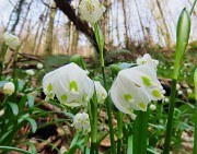 Festa di fiori sui sentieri per il Monte Ubione-6 marzo 2026-FOTOGALLERY